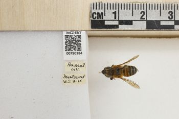 Media type: image;   Entomology 790184 Aspect: Labels